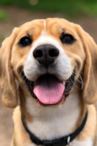 smiling dog